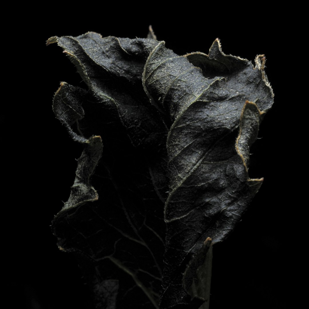 Royal Tobacco flavor